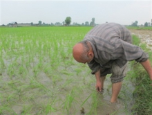 سونامی واردات برنج کمر برنجکاران کشور را خمیده تر کرد