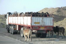 توقيف خودروهاي حامل احشام و طيور قاچاق در همدان 