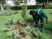 کاشت 20 هزار اصله درخت در سطح شهر همدان