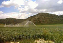 کشت داروی گیاهی خوراکی موسیر 