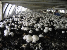 پرداخت 264 میلیون تومان تسهیلات برای راه‌اندازی کارگاه‌های پرورش قارچ در همدان 