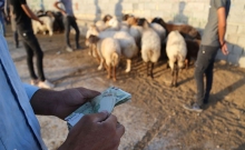 افزایش قیمت گوشت با جولان دلالان برای صادرات دام