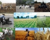 افتتاح چندین پروژه کشاورزی در قهاوند