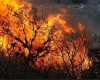 آتش سوزی گسترده جنگل های سیروان ادامه دارد/درخواست بالگرد اطفا حریق