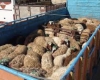 کشف بیش از 200 رأس احشام قاچاق در بار کاميون