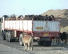 توقيف خودروهاي حامل احشام و طيور قاچاق در همدان 