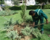 کاشت 20 هزار اصله درخت در سطح شهر همدان