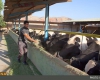 تعطیلی 47 درصد از واحدهای پرورش گاو شیری در همدان