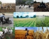 کشاورزی در همدان