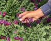 کاشت ۲۰۰ هکتاری گیاهان دارویی در شهرستان بهار