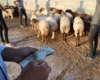 افزایش قیمت گوشت با جولان دلالان برای صادرات دام